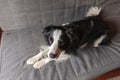 Funny cute puppy dog border collie lying down on couch at home indoors. Pet dog resting ready to sleep on cozy sofa. Pet Royalty Free Stock Photo