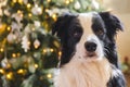 Funny cute puppy dog border collie near Christmas tree at home indoors. Dog and Christmas tree with defocused garland