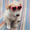 Funny and cute puppy with heart shaped glasses.. Royalty Free Stock Photo