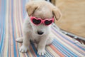 Funny and cute puppy with heart shaped glasses.. Royalty Free Stock Photo