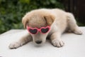 Funny and cute puppy with heart shaped glasses.. Royalty Free Stock Photo