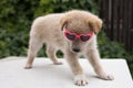 Funny and cute puppy with heart shaped glasses.. Royalty Free Stock Photo