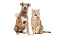 Funny cute puppy Pitbull and Scottish Straight cat sitting together Royalty Free Stock Photo