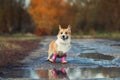 Funny cute puppy red dog Corgi stands on the road in rubber boots near puddles in autumn Sunny clear Park on a walk after rain Royalty Free Stock Photo