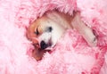 cute puppy sleeps sweetly in bed wrapped in a pink fluffy blanket pulling out small nose and paw
