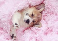 cute puppy sleeps sweetly in bed wrapped in a soft pink fluffy blanket with his eyes closed and sticking out his paws