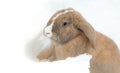 Funny cute rabbit with blue eyes sitting in snow. Royalty Free Stock Photo