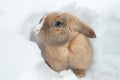 Funny cute rabbit with blue eyes sitting in snow. Royalty Free Stock Photo