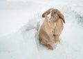 Funny cute rabbit with blue eyes standing in snow. Royalty Free Stock Photo