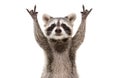 Funny cute raccoon showing a rock gesture