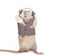 Funny cute rats in headphones dancing and listening to music