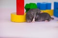 Funny and cute rats on a white background. Newborn children