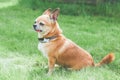 red brown dog chihuahua sitting on a green lawn, sticking out his tongue Royalty Free Stock Photo