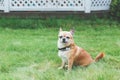 funny cute red brown dog chihuahua sitting on a green lawn, Royalty Free Stock Photo