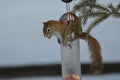 Funny cute Red Squirrel stealing peanuts from a bird feeder Royalty Free Stock Photo