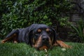 A funny cute Rottweiler dog in the garden holding a toy ball Royalty Free Stock Photo