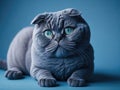 Funny cute scottish fold cat sleep on soft blue background. ai generative Royalty Free Stock Photo