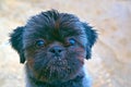 Funny cute shorn muzzle of a black cute dog of breed Shih Tsu close-up.