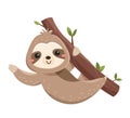 Funny cute sloth