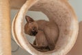 Funny cute small Siamese kitten hiding in the cat house. Purebred six weeks old Siamese cat with blue almond shaped eyes on beige Royalty Free Stock Photo