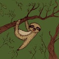 funny and cute smiling Three-toed sloth wink on branch brown green beige color background. sketch, drawing by hand. Vector