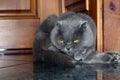 Funny cute smoky colored Scottish fold cat resting on the floor Royalty Free Stock Photo