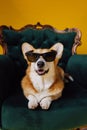 Funny cute Welsh Corgi Pembroke in eyeglasses lying on royal chair on yellow studio background. Most popular breed of Dog Royalty Free Stock Photo