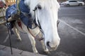 Funny cute white horse harnessed to a walking carriage Royalty Free Stock Photo