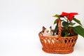 Funny cute white kitten, British Shorthair, sits in an orange basket with a red flower on a white background, isolate. Little beau Royalty Free Stock Photo