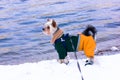 Yorkshire Terrier dog in warm suit overalls walking by a n river in winter day. Royalty Free Stock Photo