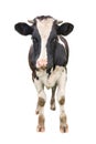 Funny cute young cow full length isolated on white. Looking at the camera black and white curious spotted cow close up. Royalty Free Stock Photo