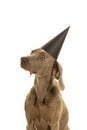 Funny cute young weimaraner dog head wearing a party hat looking at the camera isolated in white Royalty Free Stock Photo