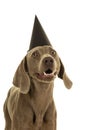 Funny cute young weimaraner dog head wearing a party hat looking at the camera isolated in white Royalty Free Stock Photo