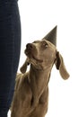 Funny cute young weimaraner dog head wearing a party hat looking up at his owner isolated in white Royalty Free Stock Photo