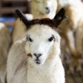Funny and cuties Alpaca Royalty Free Stock Photo