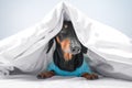 Funny dachshund in blue pajamas just woke up or going to sleep. Advertising bed linen or home clothes for pets. How to