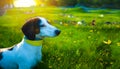 a funny dachshund with a collar in the colors of the Ukrainian flag hunts for butterflies flying on a summer sunny lawn. A fun