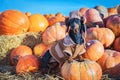 Funny Dachshund dog, black and tan, dressed in a village hat and a coat, standing on a heap a pumpkin harvest at the fair in the a