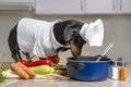 Funny dachshund dog in costume of chief with white cap is going to cook vegetarian dish with vegetables in kitchen, and