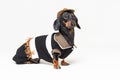 Funny dachshund dog with Cowboy costume and western hat isolated on gray background Royalty Free Stock Photo