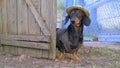 Funny dachshund dog farmer in vest and straw hat leaves yard through handmade wooden gate. Landowner examines his land