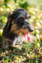 Funny small dachshund dog has a sunstroke Royalty Free Stock Photo