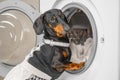 Funny dachshund dog in maid pink uniform with apron does housework and puts dirty laundry in drum of washing machine to Royalty Free Stock Photo