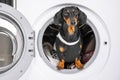 Funny dachshund dog in maid uniform with apron does housework and peeps out drum of washing machine with dirty linen Royalty Free Stock Photo