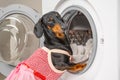 Funny dachshund dog in maid uniform with apron does housework and puts dirty laundry in drum of washing machine to clean Royalty Free Stock Photo