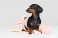 Funny dachshund dog puppy,black and tan, is playing with a roll of peach toilet paper,  on gray background Royalty Free Stock Photo