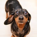 Funny dachshund dog