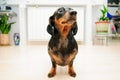 Funny dachshund dog