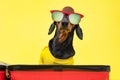 Funny dachshund dog in summer t-shirt, sunglasses, hat gathers things for vacation on trip, sit in open suitcase on a