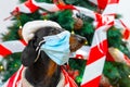 Funny dachshund dog in warm sweater and Santa hat, incorrectly wearing protective medical mask. Christmas tree is